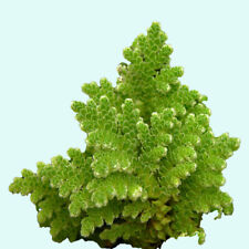 Azolla filiculoides fairy for sale  Forney