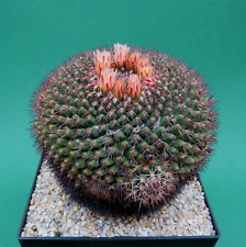 Mammillaria aff. bocensis for sale  Shipping to Ireland