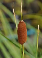 Zierliche rohrkolben typha gebraucht kaufen  Bodenkirchen