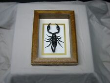 framed scorpion for sale  Kendallville