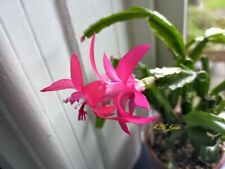 Genuine christmas cactus for sale  KING'S LYNN