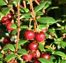 Myrtus ugni chilean for sale  KING'S LYNN