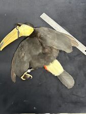 Swainsons toucan taxidermy for sale  Ocean Park