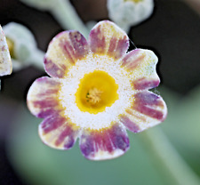 Primula auricula lord for sale  ST. AUSTELL