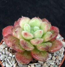 Echeveria frosted queen for sale  EASTBOURNE