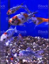 Live shubunkin goldfish for sale  Merna