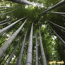 Piante, semi e bulbi usato Piante, semi e bulbi usato Arezzo