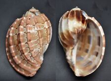 Shells, Harpa harp 73.3 mm.   seashell India for sale  Shipping to South Africa