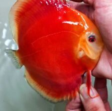 Red jade discus for sale  Shipping to Ireland