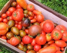 Tomatensamen sorten 15 gebraucht kaufen  Pegau