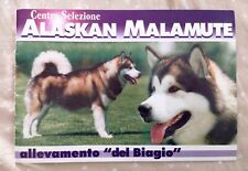 alaskan malamute usato  Portici