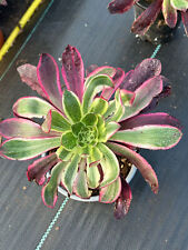 Aeonium purple flame for sale  Ireland