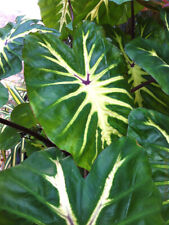 Live Plant! RARE Colocasia White Lava Starter Elephant Ears for sale  Shipping to South Africa