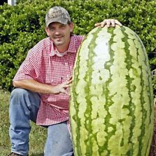 50 Giant Watermelon Seeds Melon Organic Fruit, used for sale  Shipping to South Africa