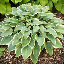 Hosta first frost for sale  UK
