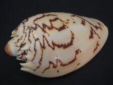 Used, Super Pattern....MELO BRODERIPII~97.3mm~Philippine SEASHELL for sale  Shipping to South Africa