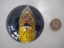 Vintage piranha head for sale  MARGATE