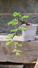 Procumbens juniper bonsai for sale  NEW MILTON