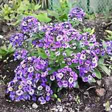 Alyssum roxo rainha 50+ PCS sementes frescas, tapete lobularia maritima, marrom comprar usado  Enviando para Brazil