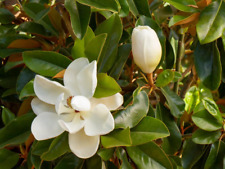 southern magnolia seeds for sale  Shipping to Canada