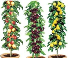 Easylife pillar fruit for sale  UK