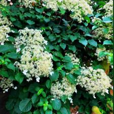 Climbing hydrangea plant for sale  STANLEY