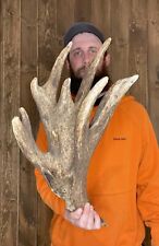 mounted elk antlers for sale  Port Matilda