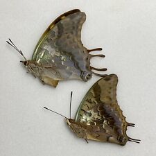Butterfly - Charaxes candiope - Pair - Mtunguru Forest & Pugu Forest, Tanzania for sale  Shipping to South Africa