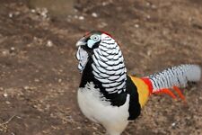 Lady amherst pheasant for sale  FRASERBURGH