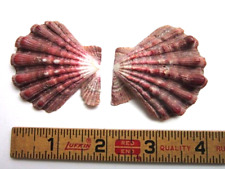 Vintage Nodipecten nodosus 49.5mm 4.9cm Lion's Paw Scallop Sea Shell for sale  Shipping to South Africa