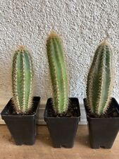 Used, pilosocereus azureus for sale  Shipping to South Africa