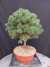 bonsai pinus usato bonsai pinus usato Montevarchi