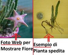 Usato, 2 Steli Stapelia divaricata a radice Nuda come in foto Fiore rosa Pianta grassa usato  Giugliano In Campania