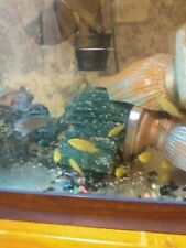 Electric yellow cichdls for sale  Portland