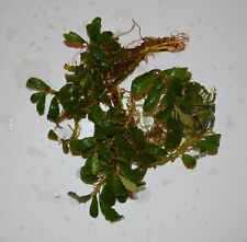 Bucephalandra 'Green Sekadau' - Planta acuática resistente segunda mano  Embacar hacia Argentina