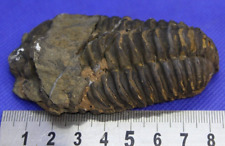 Fossile trilobite 92g d'occasion  Tence