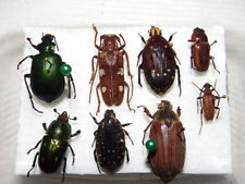 Insekten käfer arten gebraucht kaufen  Pliezhausen