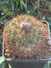 Coryphantha cornifera z188 usato  Valdastico