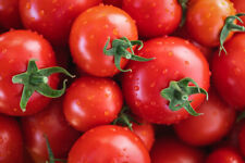 Tomato plug plants for sale  CARLUKE