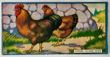 rhode island chickens for sale  Chicago