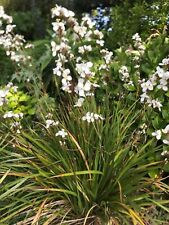 Libertia grandiflora plant for sale  PENZANCE