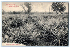 C1910 pineapple plantation for sale  Terre Haute