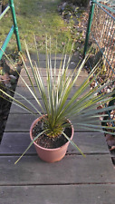 Palmlilie - Yucca rostrata - circa 60 cm incl. pentola usato  Spedire a Italy