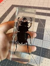 Stag beetle incased for sale  Visalia