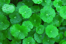 Graines gotu kola d'occasion  Mantes-la-Jolie