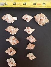 11 Assorted  Murex Seashells from Sanibel Island ranging apx 2  -  1 inches  for sale  Shipping to South Africa