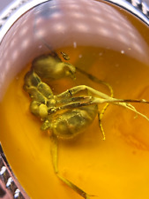 Anel âmbar fóssil de inseto formiga grande cretáceo birmanês birmita comprar usado  Enviando para Brazil