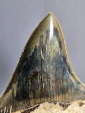 Megalodon tooth for sale  LINCOLN