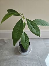 Avocado tropical indoor for sale  LEICESTER