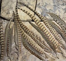 Pheasant rooster tail for sale  Andover